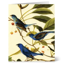 Notecards & Correspondence*The Met Store Audubon Birds Notecards